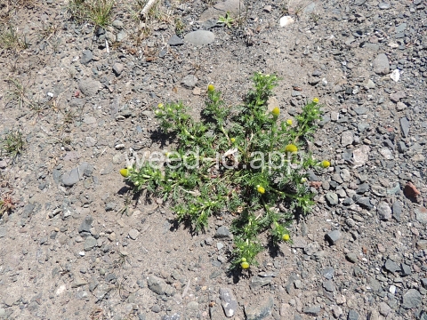 pineapple-weed